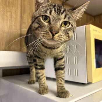 Angelo -  Tabby Cat for Adoption in Linden, New Jersey - Angelo | PetCurious