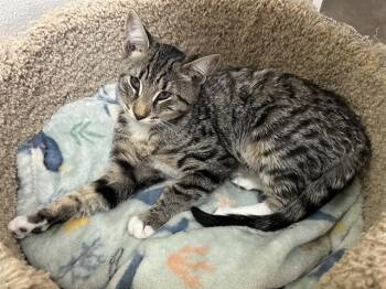Rescue Domestic Short Hair Cats for Adoption in Mckinleyville, California - WINDY | PetCurious