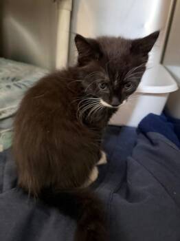 Walnut -  Domestic Short Hair Cat for Adoption in Pomona, New York - Walnut | PetCurious
