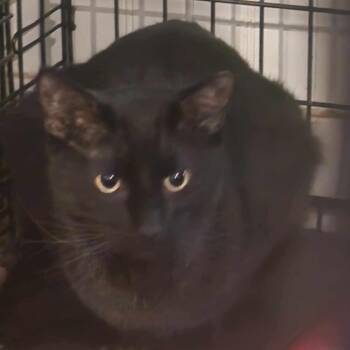 Rescue Domestic Medium Hair Cats for Adoption in Lenexa, Kansas - Royal | PetCurious