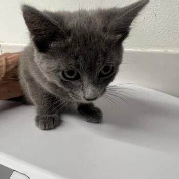 Hop Scotch Sweetheart -  Domestic Short Hair Cat for Adoption in St. Louis, Missouri - Hop Scotch Sweetheart | PetCurious
