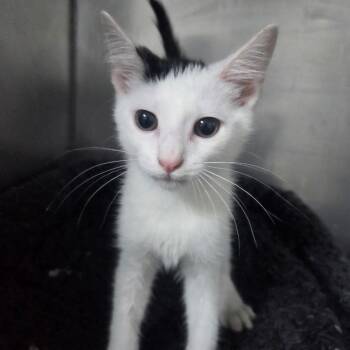 Tucker (FKA Diamond) -  Domestic Medium Hair Cat for Adoption in Marble, North Carolina - Tucker (FKA Diamond) | PetCurious
