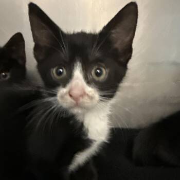 Shock -  Domestic Short Hair Cat for Adoption in Troy, Virginia - Shock | PetCurious