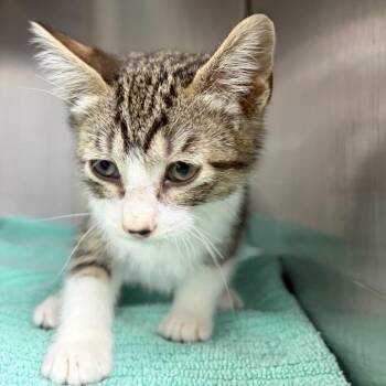 Buster -  Domestic Short Hair Cat for Adoption in Spokane, Washington - Buster | PetCurious