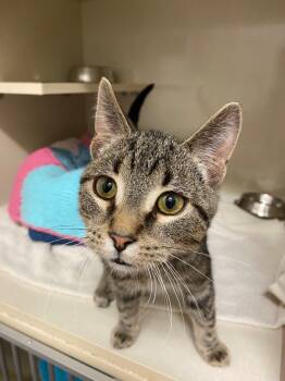 Rescue Domestic Short Hair Cats for Adoption in Winnipeg, Manitoba - Leonard | PetCurious