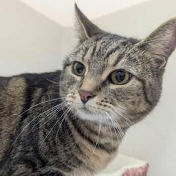 Tabby Cats Available for Adoption - Buttercup | PetCurious