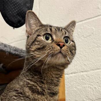Rescue Domestic Short Hair Cats for Adoption in Olathe, Kansas - COLIN | PetCurious