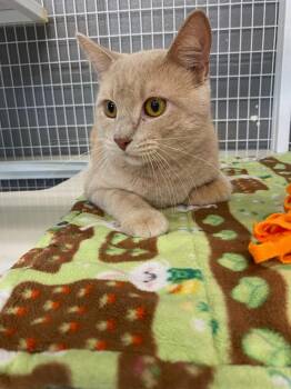 Domestic Short Hair Cats Available for Adoption in Boone, Iowa - Talon | PetCurious