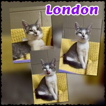 Cody -  Domestic Short Hair Cat for Adoption in Blountville, Tennessee - Cody | PetCurious