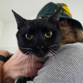 Domestic Short Hair Cats Available for Adoption - Cayenne | PetCurious