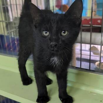 Flash -  Domestic Short Hair Cat for Adoption in West Jefferson, Ohio - Flash | PetCurious
