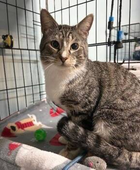 Domestic Short Hair Cats Available for Adoption in Jacksonville, Florida - Nacho =^,^= | PetCurious