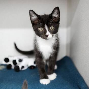 Pip -  Domestic Short Hair Cat for Adoption in Atlanta, Georgia - Pip | PetCurious