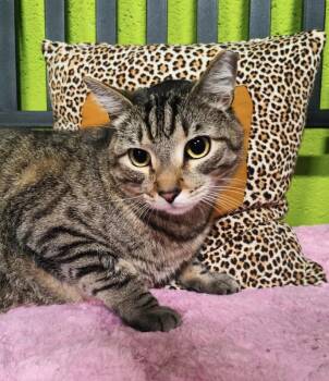 Domestic Short Hair Cats Available for Adoption in Lancaster, Pennsylvania - Jake | PetCurious