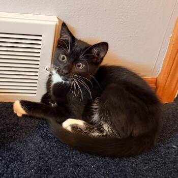 Licorice -  Domestic Short Hair Cat for Adoption in Medina, Ohio - Licorice | PetCurious