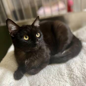 Domestic Short Hair Cats Available for Adoption - Juan | PetCurious
