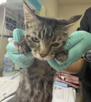 BELLA -  Domestic Short Hair Cat for Adoption in Riverside, California - BELLA | PetCurious