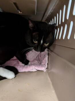 Parking Meter -  Domestic Short Hair Cat for Adoption in Cincinnati, Ohio - Parking Meter | PetCurious