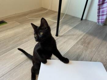 Rescue Domestic Short Hair Cats for Adoption in Eagle Point, Oregon - Blaze A Super Star | PetCurious