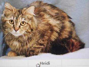 Domestic Short Hair Cats Available for Adoption in Cincinnati, Ohio - Heidi | PetCurious