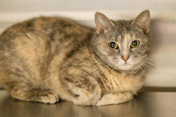 Domestic Short Hair Cats Available for Adoption in Hilton Head Island, South Carolina - Clawdia | PetCurious