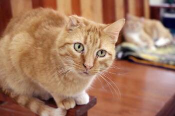 Domestic Short Hair Cats Available for Adoption - Buffalo | PetCurious