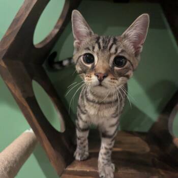 Mongo -  Domestic Short Hair Cat for Adoption in La Grange, Kentucky - Mongo | PetCurious