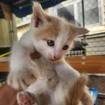 Rascal -  Domestic Short Hair Cat for Adoption in Meridian, Idaho - Rascal | PetCurious