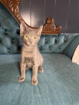 Rescue Domestic Short Hair Cats for Adoption in Avoca, Pennsylvania - Samhain | PetCurious