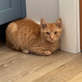 Rescue Domestic Short Hair Cats for Adoption in Washougal, Washington - Dermot | PetCurious