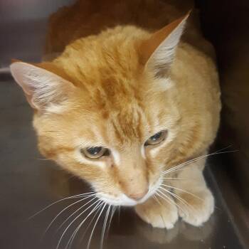 Domestic Short Hair Cats Available for Adoption in Spokane, Washington - Harley | PetCurious