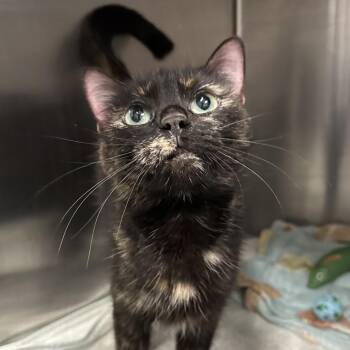Myra -  Domestic Short Hair Cat for Adoption in Oak Brook, Illinois - Myra | PetCurious