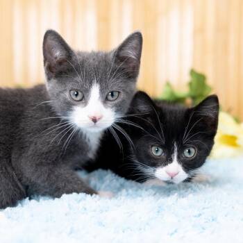 Samir -  Domestic Short Hair Cat for Adoption in Durham, North Carolina - Samir | PetCurious