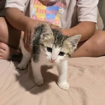 Luke -  Domestic Short Hair Cat Available for Adoption in Caldwell, Texas - Luke | PetCurious