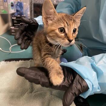 Tammy -  Domestic Short Hair Cat for Adoption in Pasadena, California - Tammy | PetCurious