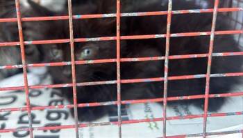 A924997 -  Domestic Short Hair Cat for Adoption in Sacramento, California - A924997 | PetCurious