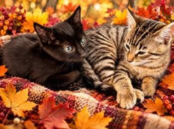 Selma & Louie -  Tabby and Domestic Short Hair Cat for Adoption in San Luis Obispo, California - Selma & Louie | PetCurious