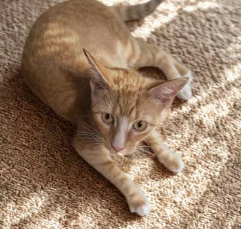 Rescue Domestic Short Hair Cats for Adoption in Rossville, Maryland - Arugula | PetCurious