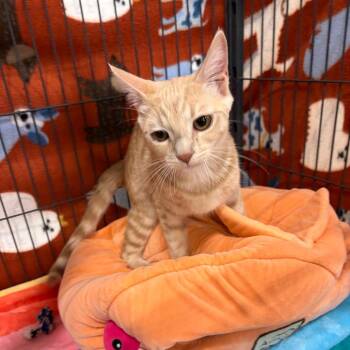Euro -  Domestic Short Hair Cat for Adoption in Yuma, Arizona - Euro | PetCurious