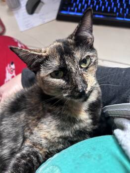 Rescue Domestic Short Hair Cats for Adoption in Casselberry, Florida - Meadow | PetCurious