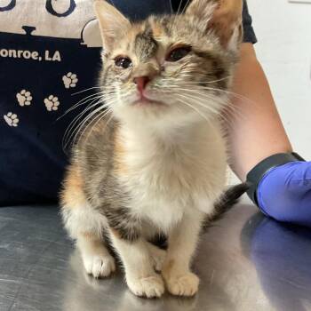 Domestic Short Hair Cats Available for Adoption in Monroe, Louisiana - Nia | PetCurious