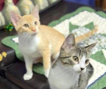 Lola and Gracie -  Domestic Short Hair Cat for Adoption in Lenexa, Kansas - Lola And Gracie | PetCurious