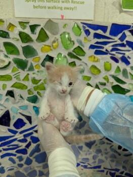 Rescue Domestic Short Hair Cats for Adoption in Pensacola, Florida - MASH POTATO | PetCurious