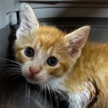 T-Bone -  Domestic Medium Hair Cat for Adoption in Leander, Texas - T-Bone | PetCurious