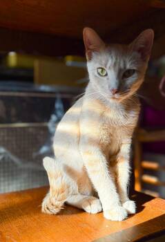 Rescue Domestic Short Hair Cats for Adoption in Mokena, Illinois - Honey Lynne | PetCurious