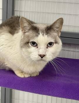 Domestic Short Hair Cats Available for Adoption - Odie | PetCurious