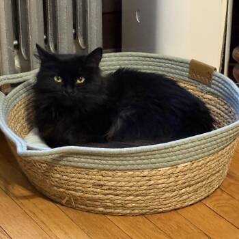 Domestic Long Hair Cats Available for Adoption in Chicago, Illinois - Miss Teri | PetCurious