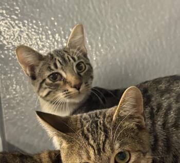 Rescue Domestic Short Hair Cats for Adoption in Zimmerman, Minnesota - Feist | PetCurious