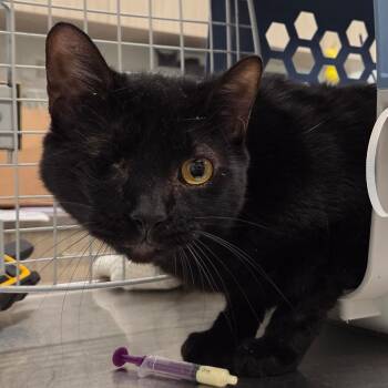 Percival -  Domestic Short Hair Cat for Adoption in Chattanooga, Tennessee - Percival | PetCurious