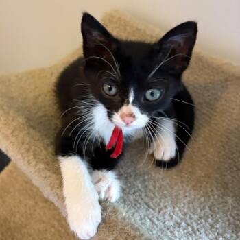 Fuji -  Domestic Short Hair Cat for Adoption in Sunrise, Florida - Fuji | PetCurious
